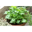 Citromfű (Melissa officinalis)
