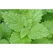 Citromfű (Melissa officinalis)