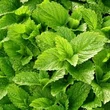 Citromfű (Melissa officinalis)