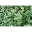 Fehér üröm (Artemisia absinthium)