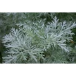 Fehér üröm (Artemisia absinthium)