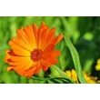 Körömvirág (Calendula officinalis)
