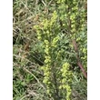 Istenfa (Artemisia abrotanum)