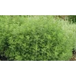 Istenfa (Artemisia abrotanum)