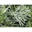 Istenfa (Artemisia abrotanum)