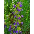Izsóp (Hyssopus officinalis)