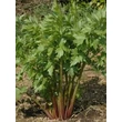 Lestyán (Levisticum officinale)