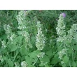 Macskamenta (Nepeta cataria)