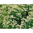 Őszi margitvirág (Tanacetum parthenium)