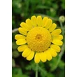 Festő pipitér (Anthemis tinctoria)