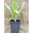 Spárgasaláta (Lactuca sativa var. angustana)