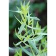 Francia tárkony (Artemisia dranunculus)