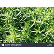 Francia tárkony (Artemisia dranunculus)