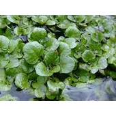 Különleges zöldségfélék