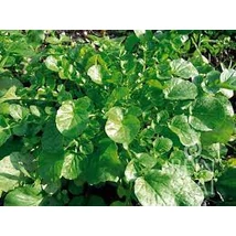 Borbálafű (Barbarea vulgaris)