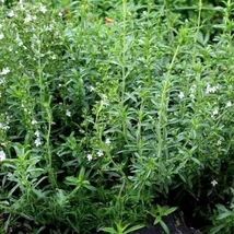 Borsikafű - egynyári (Satureja hortensis)