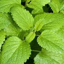Citromfű (Melissa officinalis)