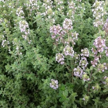 Citromillatú kakukkfű (Thymus citriodorus)
