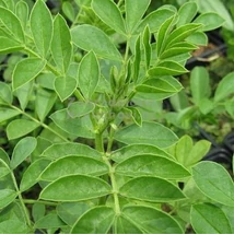 Édesgyökér (Glycyrrhiza glabra)