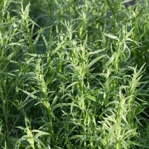 Francia tárkony (Artemisia dranunculus)