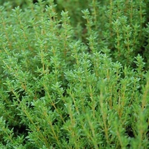 Kerti kakukkfű (Thymus vulgaris)