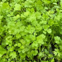 Koriander (Coriandrum sativum)