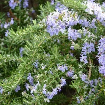 Kúszó rozmaring (Rosmarinus officinalis Prostratus)
