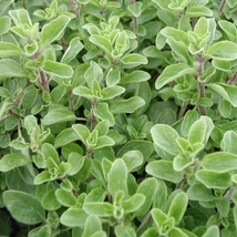 Majoránna (Origanum majorana)
