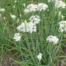 Metélő fokhagyma (Allium tuberosum)
