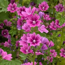 Mór mályva (Malva sylvestris ssp. mauritiana)