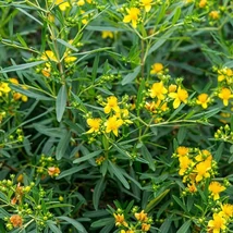 Orbáncfű (Hypericum perforatum)