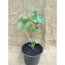 Fahéjillatú bazsalikom