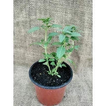 Citromillatú bazsalikom- kislevelű