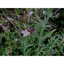 Kisvirágú füzike (Epilobium parviflorum)