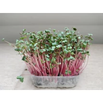 Retek mikrozöld- 'Red Coral''