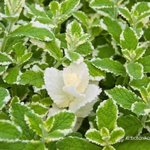 Ananászmenta (Mentha suaveolens)