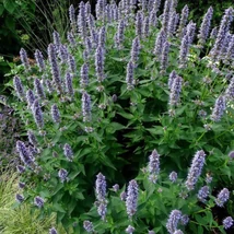 Ánizsmenta (Agastache foeneculum)