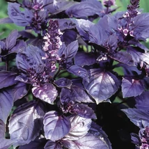 Bíbor bazsalikom (Ocimum basilicum var. purpurascens) 