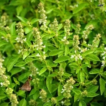 Citromillatú bazsalikom - kislevelű (Ocimum americanum vagy Ocimum × citriodorum)