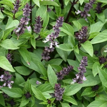 Fahéjillatú bazsalikom (Ocimum basilicum Cinnamon)