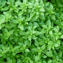 Görög bazsalikom - Minette (Ocimum basilicum var. minimum)