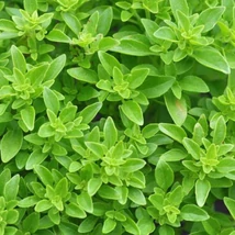 Görög bazsalikom - Zöldgömb (Ocimum basilicum Green Globe)