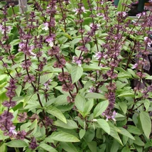 Thai bazsalikom (Ocimum basilicum var. thyrsiflora)