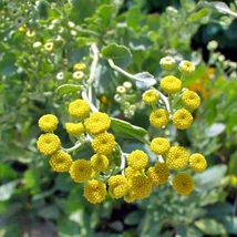 Boldogasszony tenyere (Chrysanthemum balsamita) 