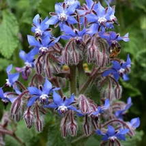 Borágó (Borago officinalis)
