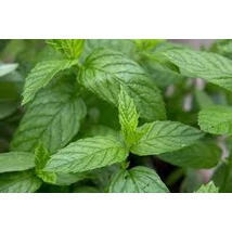 Borsmenta (Mentha piperita)