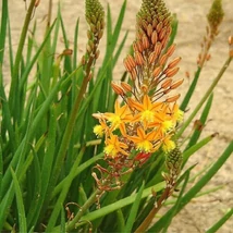 Bulbina-hagymásgyökér (Bulbine frutescens)