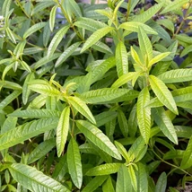 Citromverbéna (Lippia citriodora)
