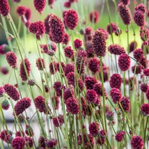 Csaba íre vérfű (Sanguisorba minor)