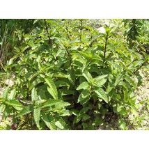 Csokimenta (Mentha x piperita)